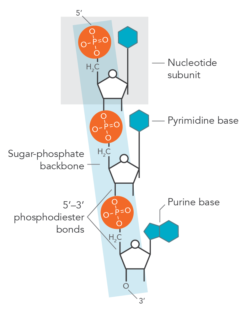 <p>occur between the hydroxyl on the 3’ carbon &amp; the phosphate group on the 5’ carbon of the sugar</p>