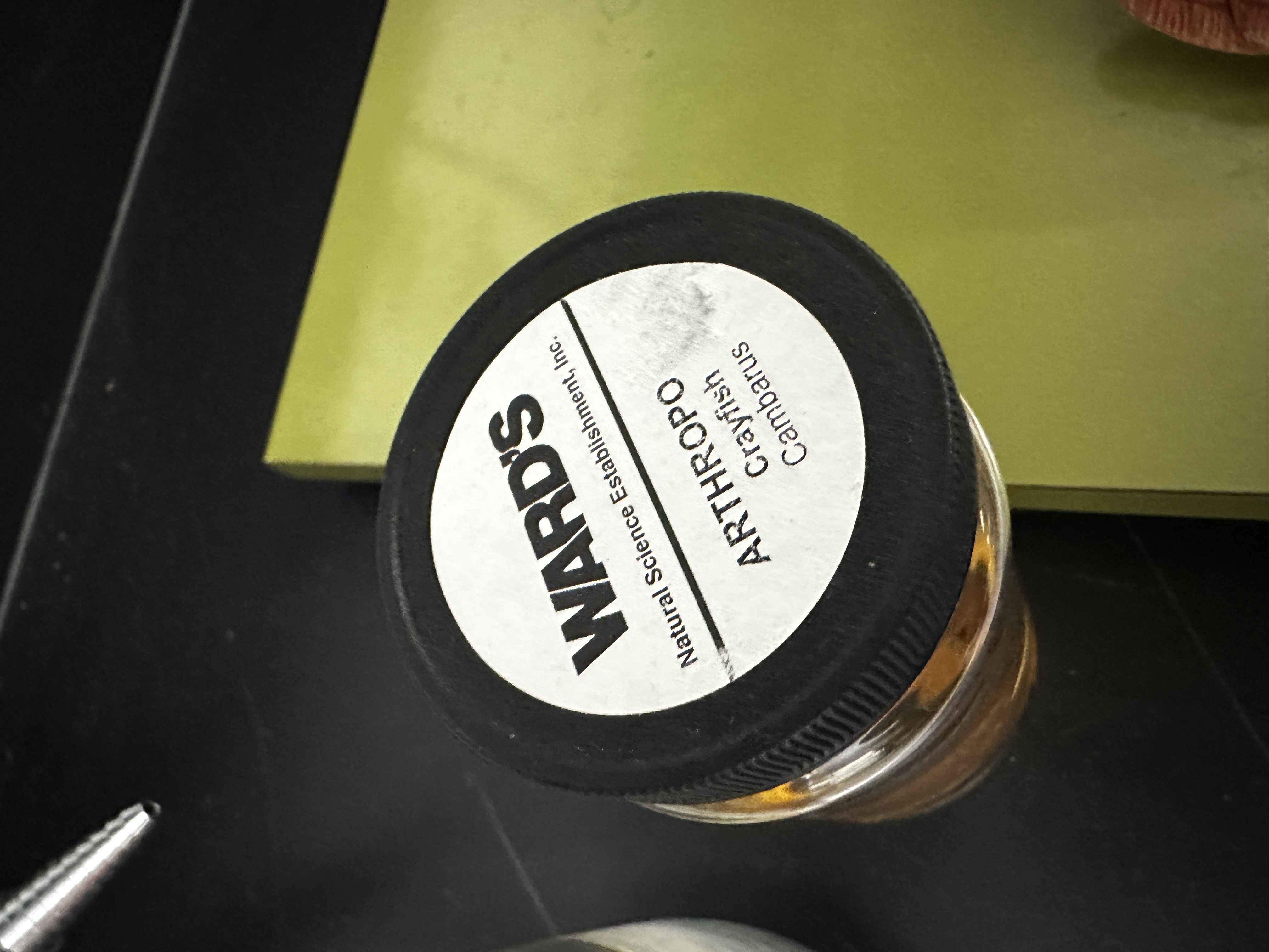 <p>Grouping: Protostome</p><p>Grouping: Ecdysozoa</p><p>Phylum: Arthropoda</p><p>Subphylum: Crustacea</p>