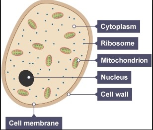 <ul><li><p>usually multicellular but some are unicellular</p></li><li><p>made up of thread-like structures known as hyphae that contain many nuclei</p></li><li><p>membrane-bound organelles</p></li><li><p>cell walls made of chitin</p></li><li><p>saprotrophic nutrition</p></li><li><p>some are parasitic</p></li><li><p>some store carbohydrates as glycogen</p></li></ul>