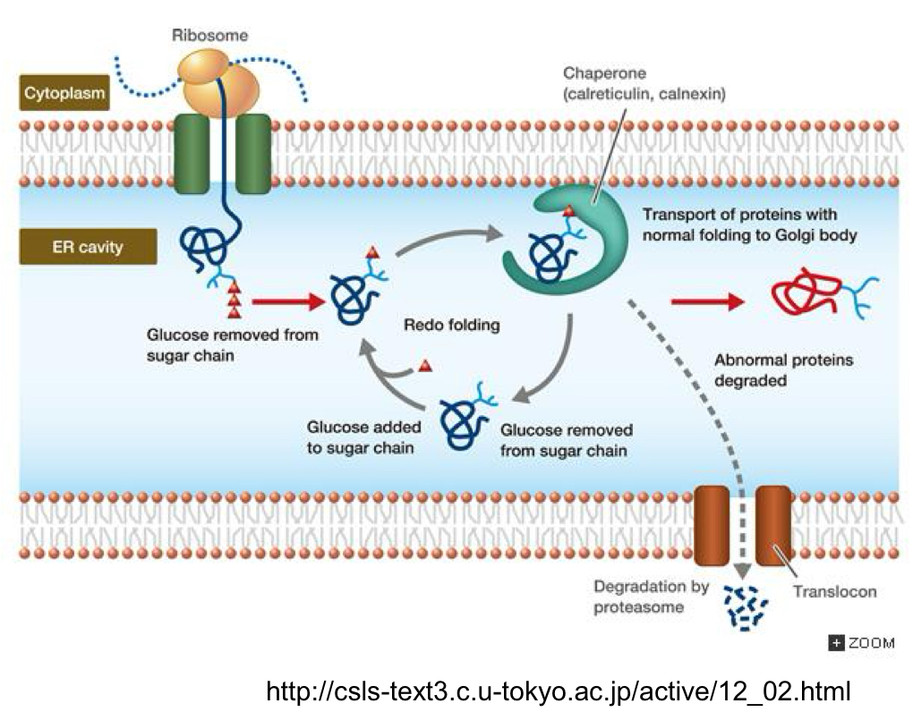 <p>Cycle continues (adding back glucose, substrate for chaperone, release + removal of glucose) until the proper conformation is achieved + glucosyl transferase no longer binds</p>