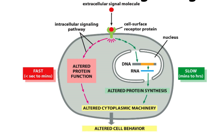 <ul><li><p>uptake of glucose</p></li><li><p>alter amino acid uptake and release</p></li><li><p>can have long term effects, alter gene expression </p></li><li><p>can have rapid and slow responses </p></li></ul><p></p>