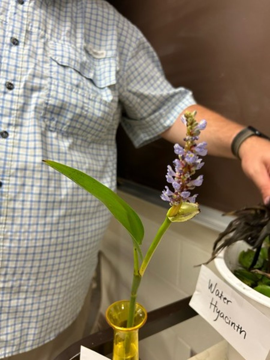 <p>Pontederiaceae</p>