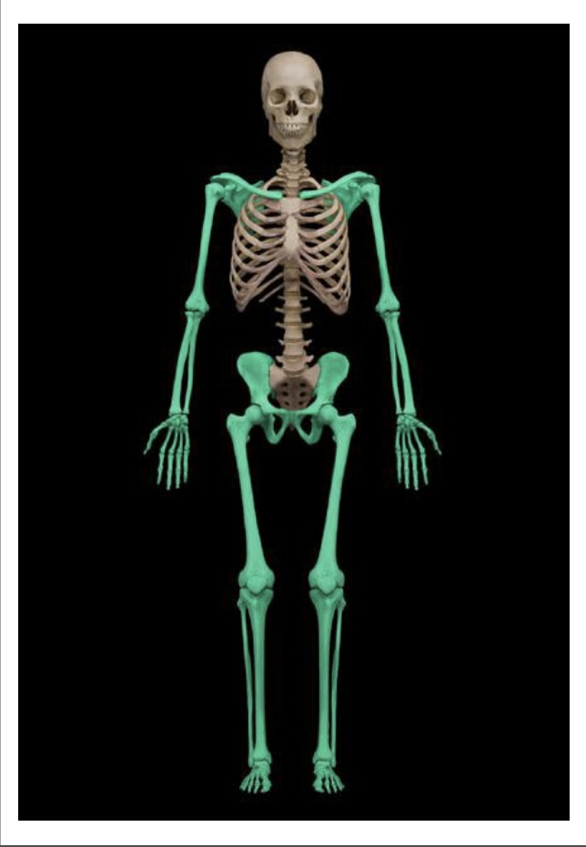 <p>How many bones does the appendicular skeleton has ?</p>