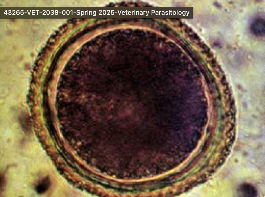 <p><span>This was found in a stool sample of a coughing puppy with diarrhea. What is it?</span></p>