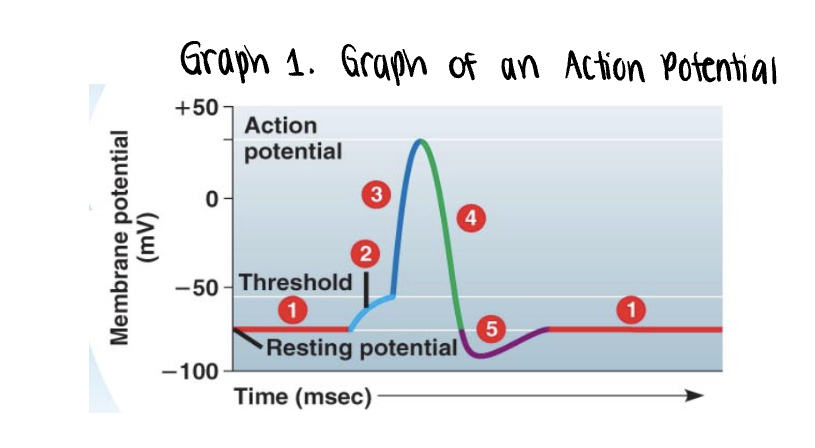 <p>once the <strong>threshold</strong> is reached, the <strong>action</strong> potential is triggered</p><p></p><p>voltage gated <strong>Na+</strong> channels open, allowing even more <strong>Na+ </strong>to diffuse into the cell</p><p></p><p>the membrane polarity is reversed abruptly <strong>depolarization</strong> —→ becomes more positvely charged</p><p></p><p>as more <strong>Na+</strong> moves into the axon, the voltage soars to its peak (approximately <strong>+35</strong>mV)</p>