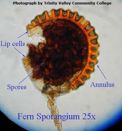 A .spores, B. annulus