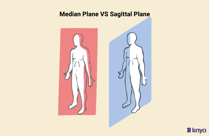<p><span>divides the body in left and right side</span></p>