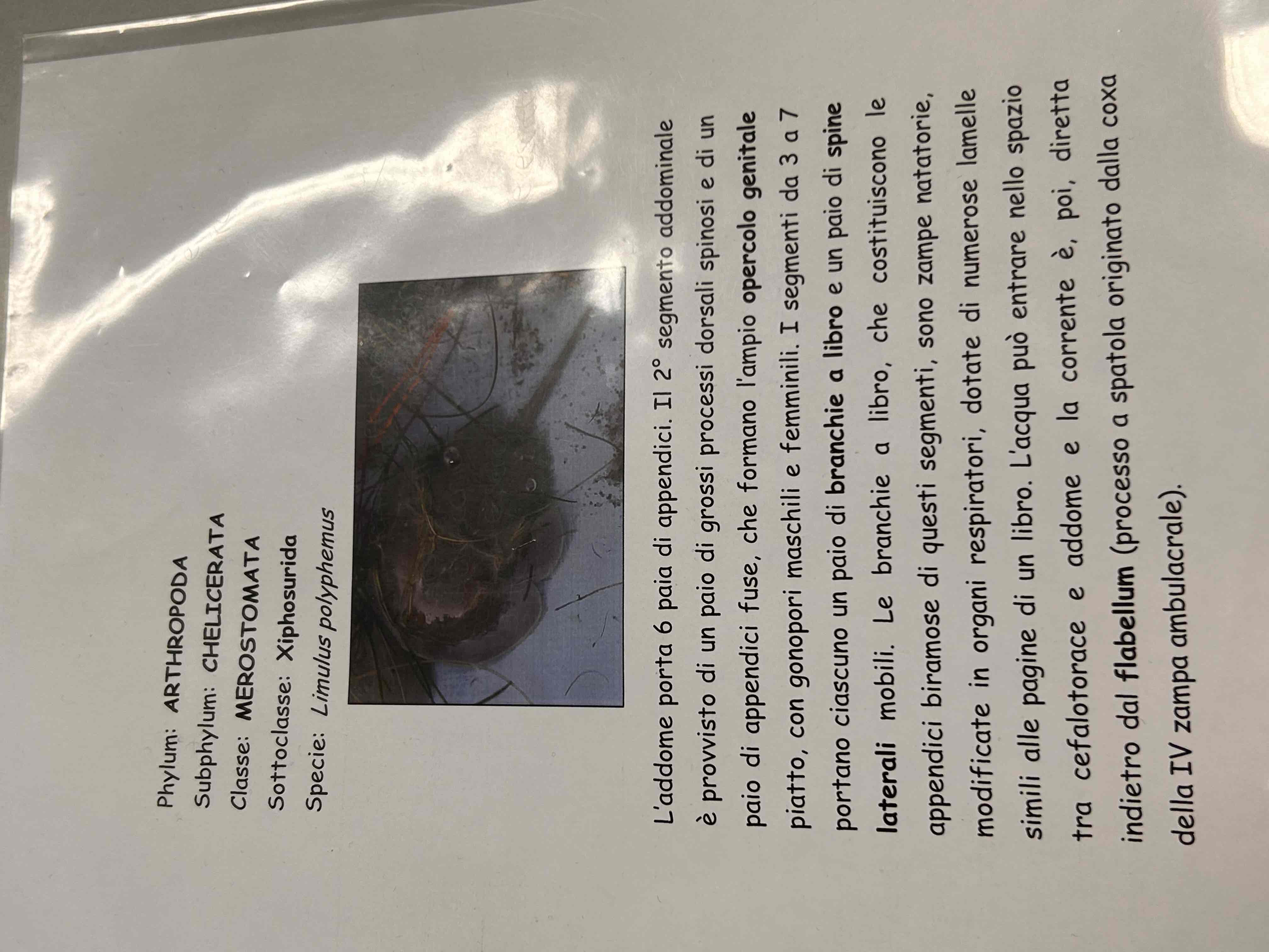 <p>Chelicerati</p><p>Merostomata</p><p>Limulus Polyphemus</p>