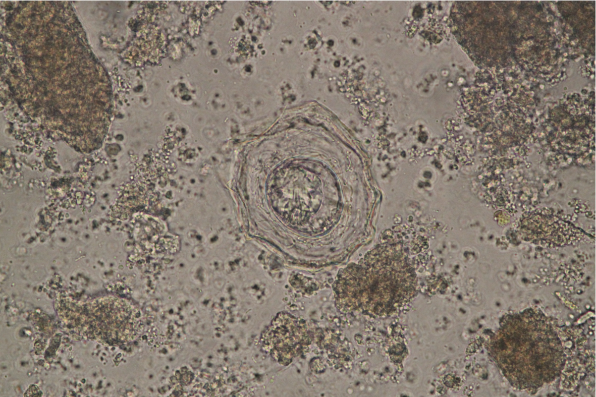 found in poultry..