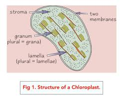 <p>a small, flattened structure found in plant algal cells. It’s surrounded by a double membrane, and also has membranes inside called thylakoid membranes. These membranes are stacked up in some parts of the chloroplast to form grana. Grana are linked together by lamellae— thin, flat pieces of thylakoid membrane.</p><p>The site where photosynthesis takes place. Some parts of photosynthesis happen in the grana, other parts happen in the stroma (thick fluid found in chloroplasts</p>