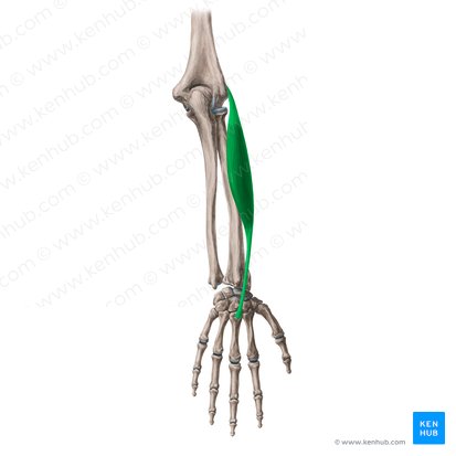 Extensor Carpi Radialis Brevis Action
