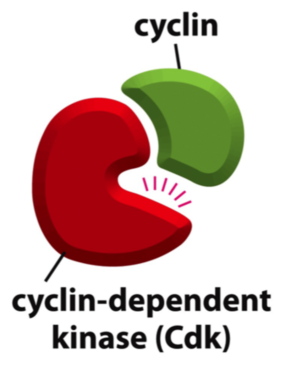 <p>1) Cyclin-dependent kinases are proteins that control the cell cycle.</p><p>2) CDKs are activated by cyclin.</p><p>3) Cyclin acts as a cell cycle checkpoint to regulate progress.</p>