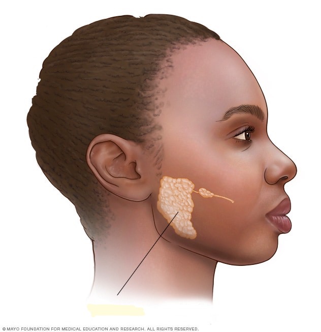 <p>What is this major gland near the ear that produces saliva for chewing and digestion?</p>