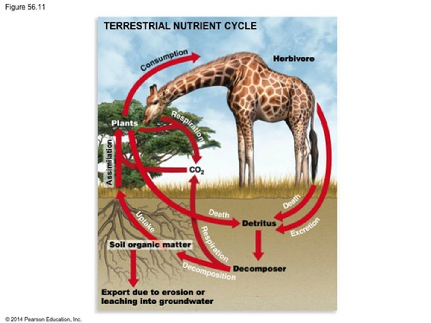 knowt flashcard image
