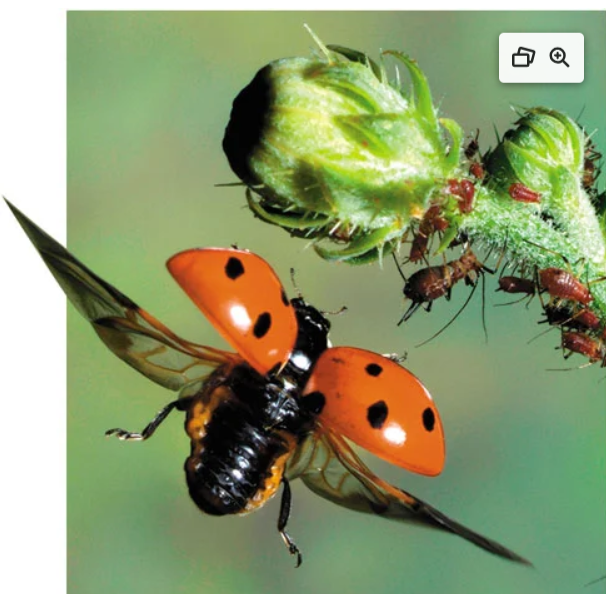 <p>Name one or more traits you can observe to distinguish the identity of Insecta</p>