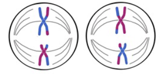 <p>Metaphase II</p>