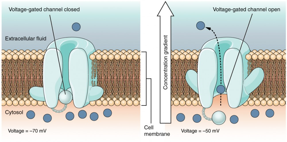 <p>When the <u>threshold potential</u> is reached, <strong>voltage-gated sodium channels open</strong>. As a result, positive Na<sup>+</sup> flow into the cell via facilitated diffusion.</p><p>This depolarizes the cell, as the neuron becomes more positively charged (raised up to about +30 mV).</p><p>This is “depolarization”, or the “rising phase”.</p>