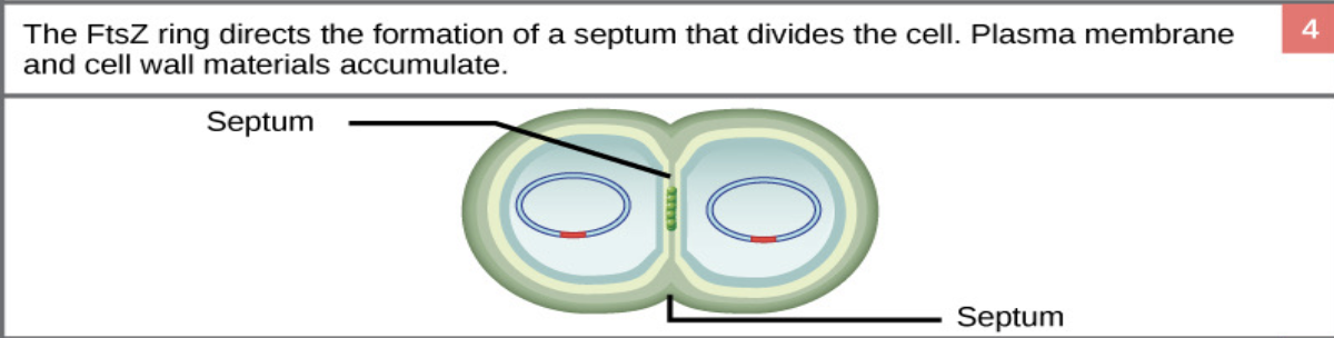 <ul><li><p>A <strong>protein ring (FtsZ)</strong> forms in the middle of the cell and helps create a <strong>division wall</strong>, called a <strong>septum</strong></p></li></ul><p></p>