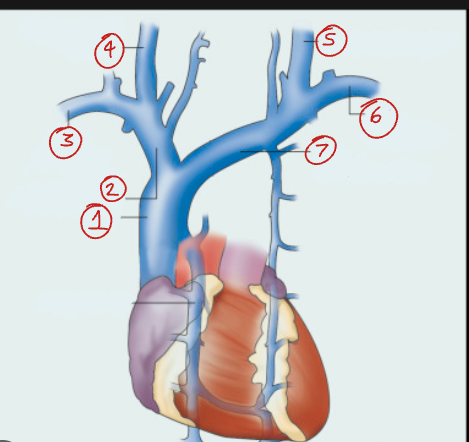<p>Label this diagram of the venous supply to the heart.</p>