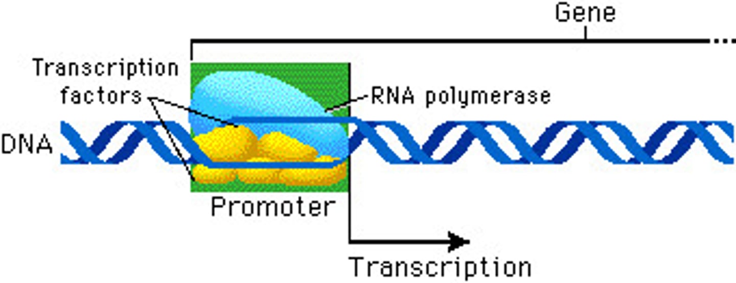 <p>Attachment of RNA polymerase to the promoter</p><p>RNA polymerase binds to a promoter start (start!)</p>