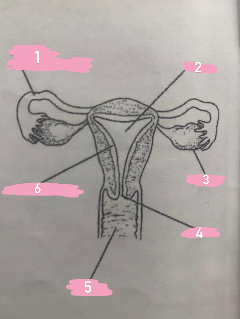 <p><span style="font-family: &quot;Times New Roman&quot;, serif"><strong>Female Reproductive Anatomy</strong></span></p>