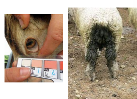 <p><span>Goat intestinal parasites</span></p>