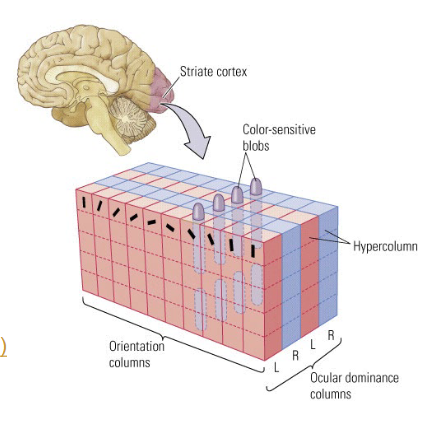 <p>The <span style="color: red">color-sensitive blobs</span> are integrated with the cortical columns and respond in a similar color-opponent way.</p><ul><li><p>V1 contains several thousand ‘modules’, each analyzing <strong>color</strong> and <strong>contour</strong> for a <strong>particular region</strong> of the visual field. </p></li></ul><p></p>