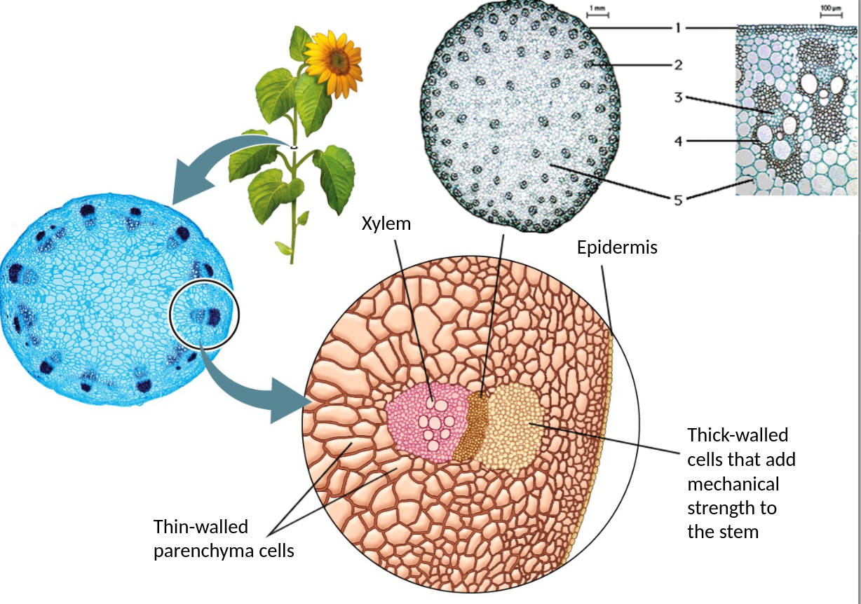 <p>vascular tissue that transports water and nutrients from roots to shoots</p><ul><li><p>made up of vessel elements, tracheids, and parenchyma cells</p></li><li><p>primary cell wall: cellulose</p></li><li><p>secondary cell wall: lignin</p></li></ul>