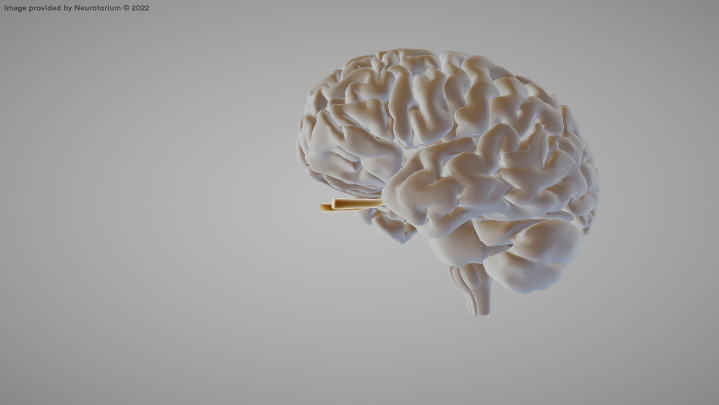 <p>Transmits visual information from the retina to the brain.</p>