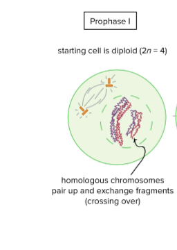 <p>Meiosis I Prophase I</p>