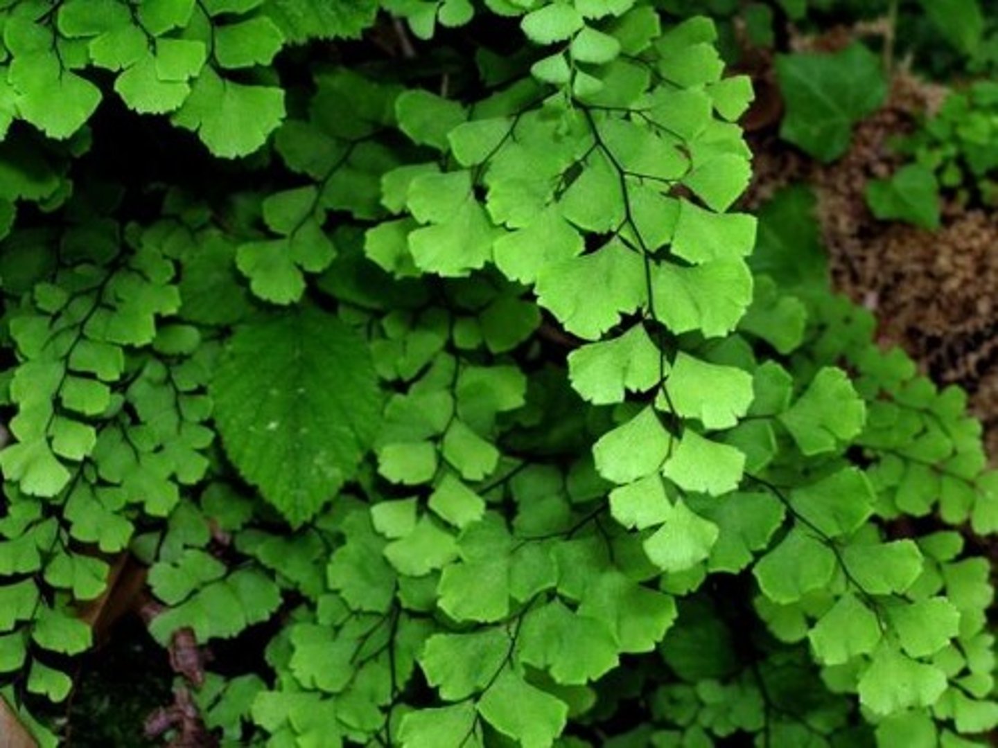 <p>Adiantum capillus-veneris</p>