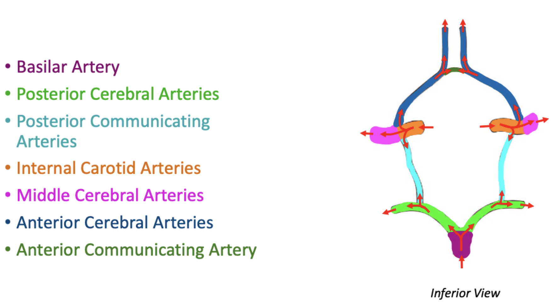 <ul><li><p>Basilar artery bifurcates into Posterior Cerebral Arteries</p></li><li><p>Internal Carotid Artery gives off the Anterior and Middle Cerebral arteries</p></li><li><p>Internal Carotid Artery also gives off the Posterior Communicating Artery</p><ul><li><p>Posterior Communicating Artery connects Internal Carotid Artery with the Posterior Cerebral Artery</p></li><li><p>Communication arteries provide connections</p></li></ul></li><li><p>Anterior cerebral arteries are connected by the anterior communicating artery</p></li></ul>