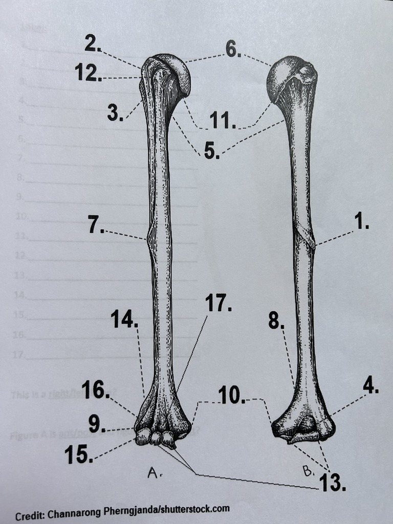 <p>What structure is labeled with #4?</p>