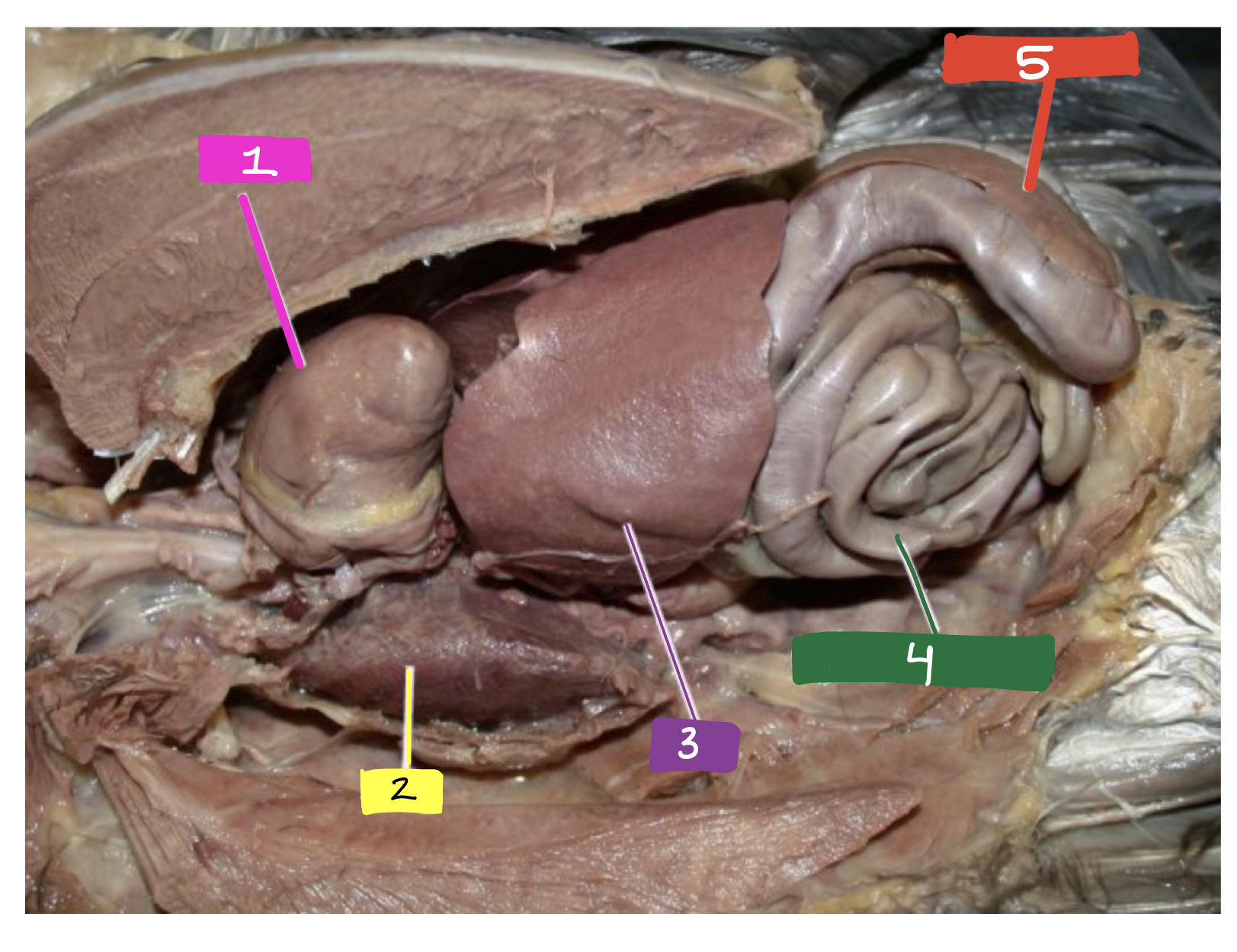 What feature of the pigeon is #2?
