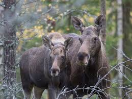 <p><em>Alces alces </em></p>