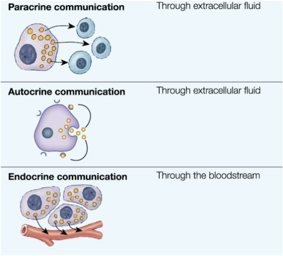 <ul><li><p><strong>Paracrine: cell → nearby cells via ECF</strong></p><ul><li><p>Chemical released from cell and has effects on nearby target cell</p></li><li><p><u>cell to cell, local signaling through extracellular fluid</u></p></li><li><p>ex. eicosanoids </p></li></ul></li></ul><p></p><ul><li><p><strong>Autocrine</strong>: <strong>cell → itself via ECF</strong></p><ul><li><p>chemical released from cell to effect itself</p></li></ul></li></ul><p></p><ul><li><p><strong>Endocrine: cell → distant cell via bloodstream </strong></p><ul><li><p>chemical produced by cell, <u>hormone</u>, released into <strong><u>bloodstream</u></strong></p></li><li><p>effects distant target cell through interaction with target cell receptor</p></li></ul></li></ul><p></p>