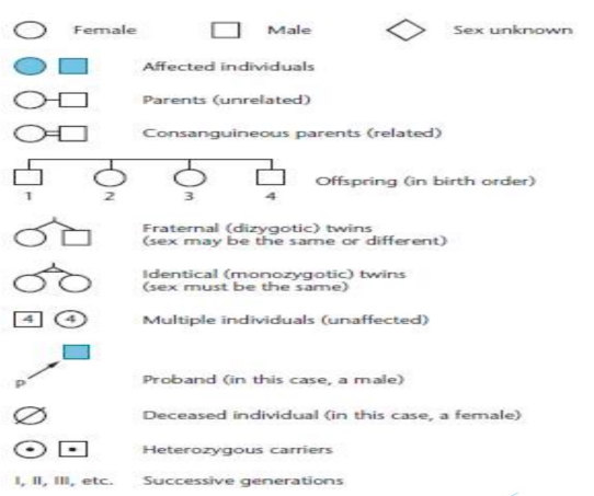 <p><span style="background-color: transparent;">_____ Reveal Patterns of Inheritance of Human Traits</span></p><ul><li><p style="text-align: justify;"><span style="background-color: transparent;">The traditional way to study inheritance has been to construct a family tree, indicating the presence or absence of the trait in question for each member of each generation.</span></p></li><li><p style="text-align: justify;"><span style="background-color: transparent;">Such a family tree is called a <strong>_____</strong>.<strong> By analyzing a _____,</strong> we may be able to predict how the trait under study is inherited—for example, is it due to a dominant or recessive allele?</span></p></li><li><p style="text-align: justify;"><span style="background-color: transparent;">When many _____ for the same trait are studied, we can often ascertain the mode of inheritance. </span></p></li></ul><p></p>