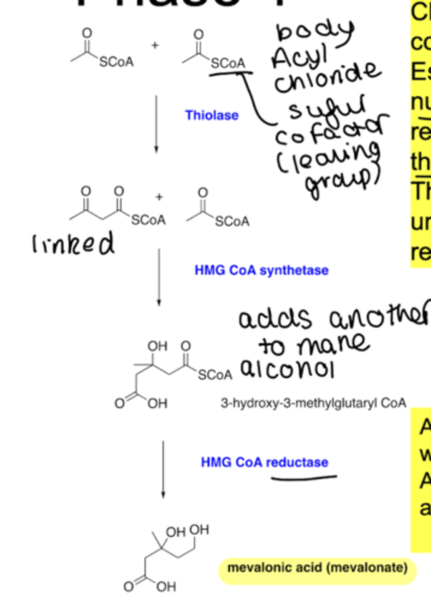 <p>- 2 thioesters</p><p>- nucleophilic substitution with thiolase occurs</p><p>- HMG CoA synthesis added to make an alcohol</p><p>- HMG Coa reductase leads to MEVALONIC ACID</p>