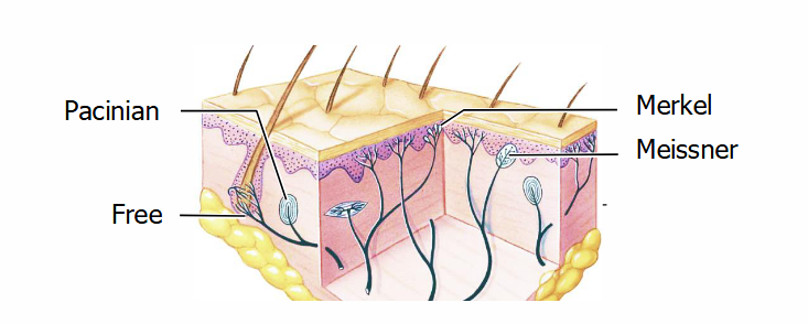 <p>Free nerve endings</p><ul><li><p>Detect mechanical stimuli, temperature, chemicals.</p></li><li><p>In the epidermis, the outermost layer of the skin.</p></li></ul><p>Merkel receptors</p><ul><li><p>Mechanoreceptors that are nerve endings in close contact with specialized epithelial cells called Merkel cells. </p></li><li><p>Fine texture and pressure.</p></li><li><p>Tonic so fire as long as the stimulus is present. </p></li><li><p>In the base of the epidermis</p></li></ul><p>Encapsulated receptors</p><ul><li><p>Two parts, Meissner which is in hairless parts, specific to light, touch, and low frequency vibrations. Are phasic so respond to changes in stimulus. </p></li><li><p>And Pacinian corpuscles which respond to pressure and high frequency vibrations. Also phasic. </p></li><li><p>Deeper in the dermis.</p></li></ul><p></p>