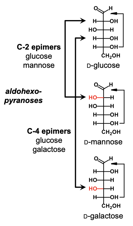 <p>Mannose is the C2 epimer of glucose</p>