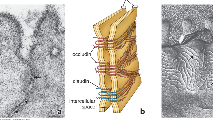 <ul><li><p>seals the PM of adjacent cells by forming “focus fusion”</p><ul><li><p>transmembrane proteins <strong>occludin and claudin</strong></p></li><li><p>the extracellular portions of the transmembrane proteins form a “zipper”</p></li><li><p>a group of zone occludens (ZO) proteins regulate formation of the zona occludens</p></li><li><p>the ZO proteins (and others) localize here due to a recognizable amino acid sequence in the cytoplasmic domains</p></li></ul></li></ul><p></p>