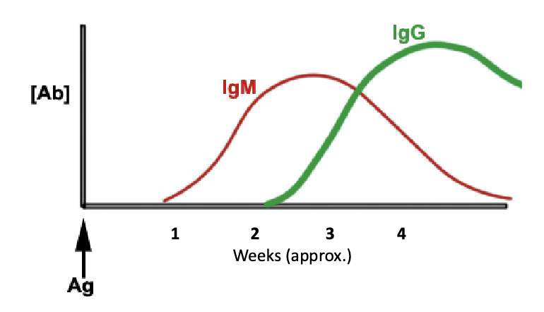 <p>IgM (then transitions to IgG)</p><p>recent exposure = IgM</p><p>2 months ago or 10 years ago exposure = IgG</p>