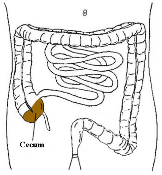 <p>the cavity in which the large intestine begins and into which the ileum opens; the appendix is an offshoot of the cecum </p><p></p>