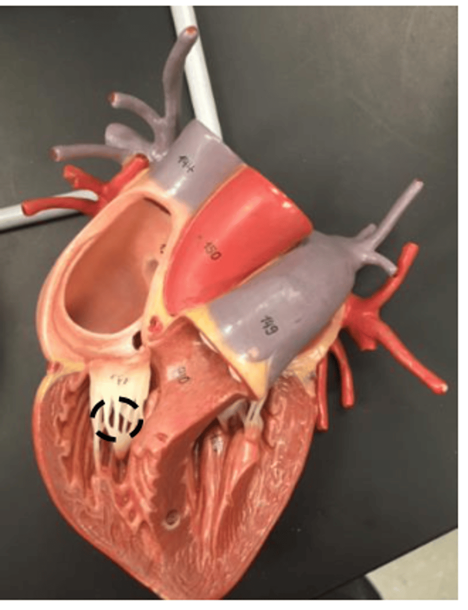 <p>the little strings below the tricuspid and bicuspid valve</p>