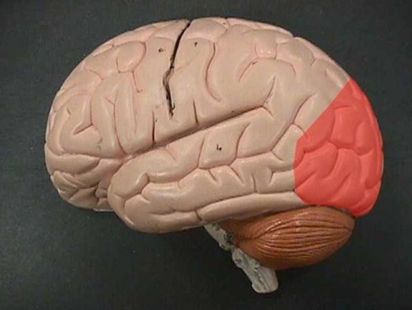 <p>primary visual reception</p>