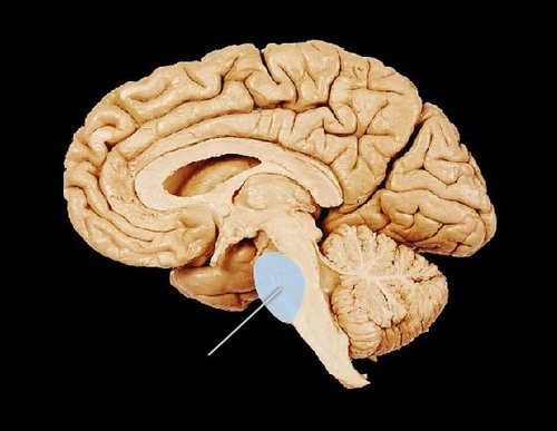 <p>Sits directly above medulla Connects upper and lower part of the brain, controls dreams during REM stage</p>