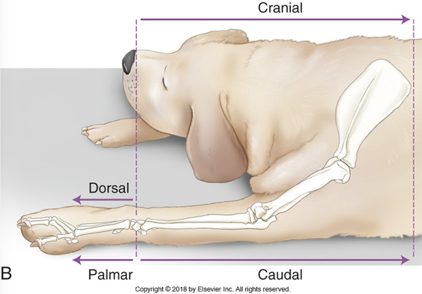 <p>forearm</p>