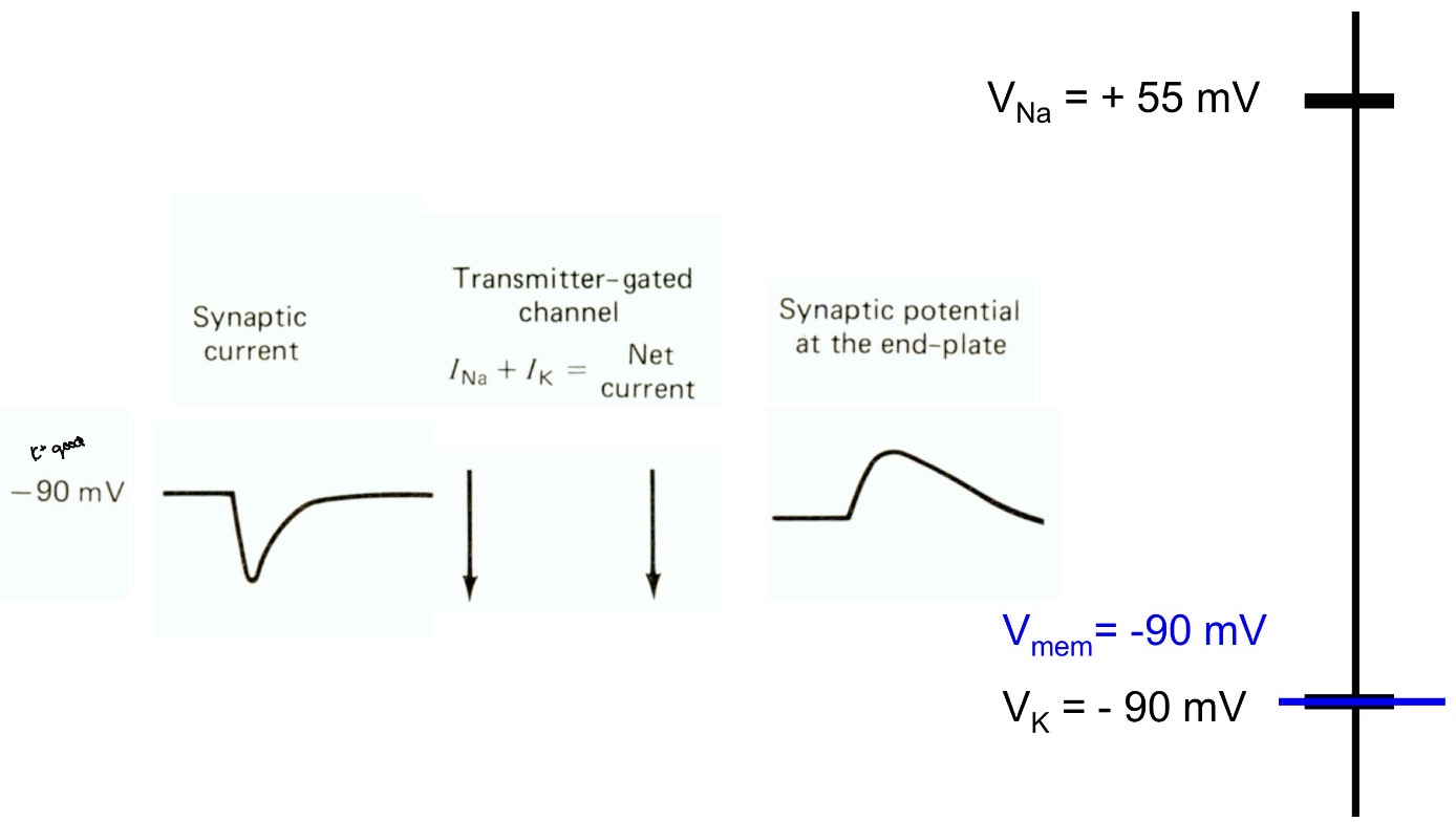 <p>No potassium movement because it’s at equilibrium but there is sodium movement</p>