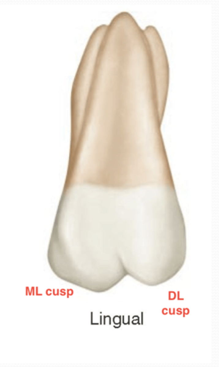 <p>only one lingual root and is large and most visible</p><p>ML cusp is biggest so the outline is much longer and larger than the DL cusp outline</p><p>Distolingual groove (middle line)</p>