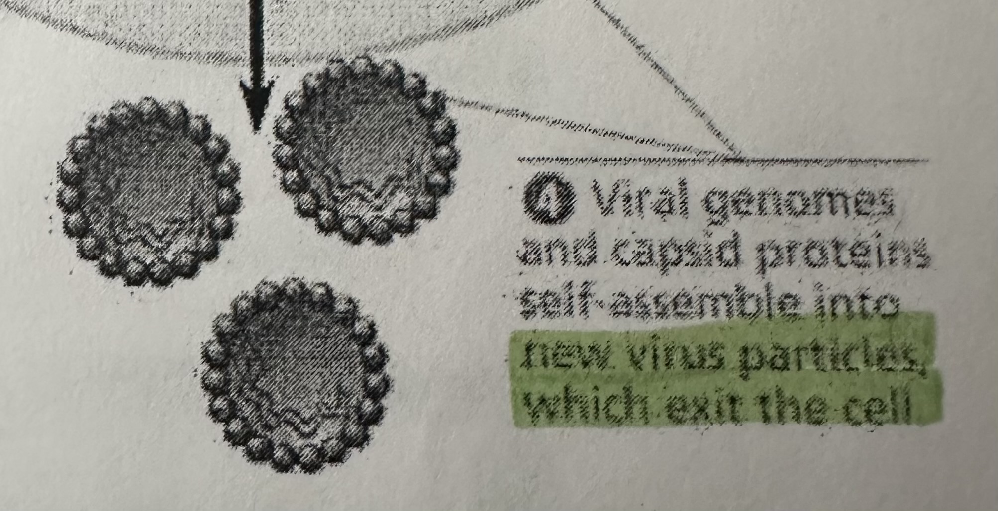 <p>the exit of hundreds or thousands of virses from the infected host cell, often damages or destroys the cell. The viral progeny (virus offsprings) have the potential to infect additional cells, spreading the viral infection.</p>